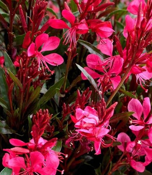 Gaura lindheimeri 'Gaudi Compact Red'